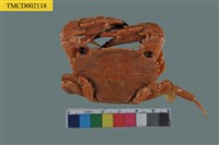 藏品(底棲短漿蟹)的圖片